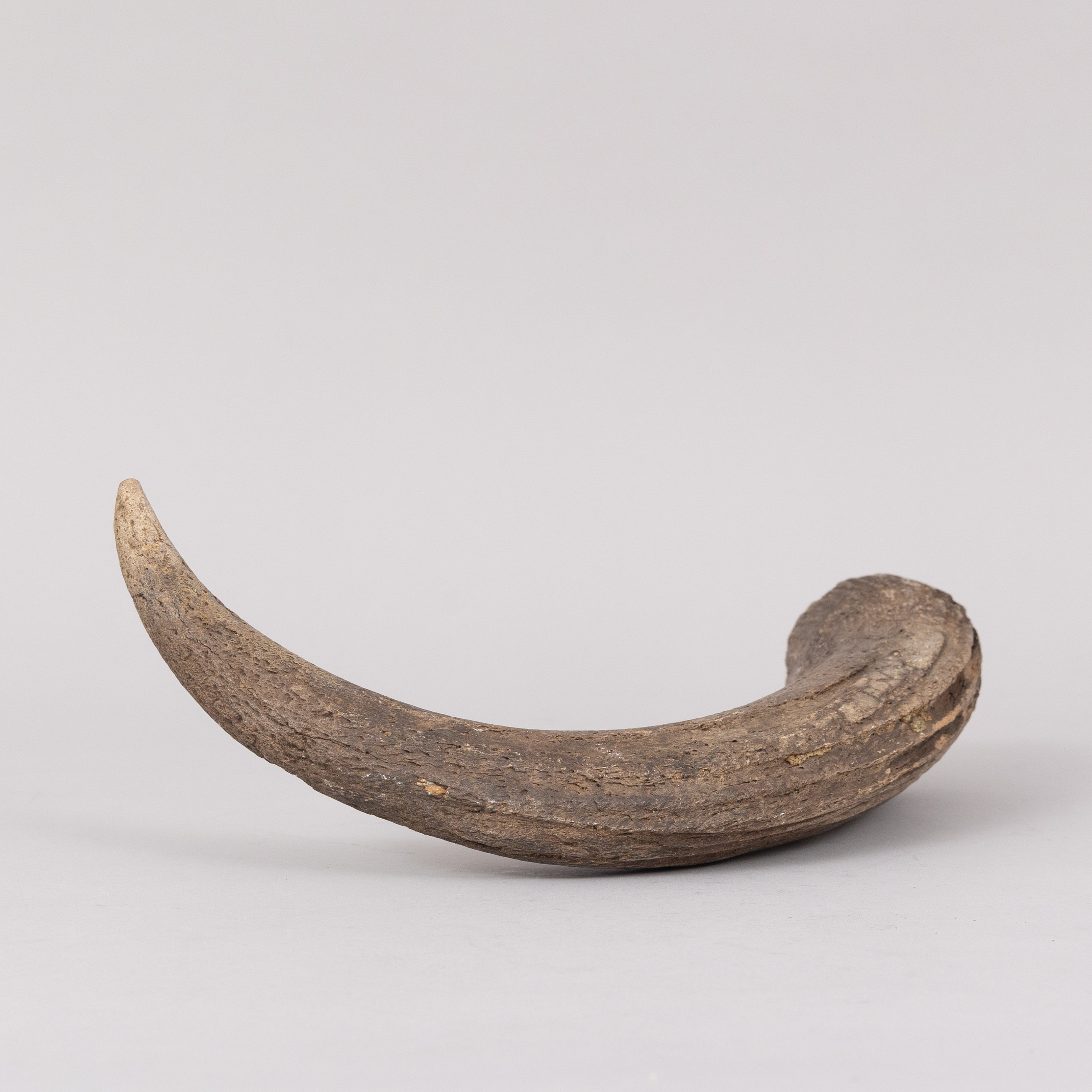 FOSSILT HORN, buffel.