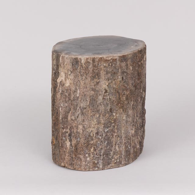 STUBBE, förstenad trä, fossil, 5-10 miljoner år.