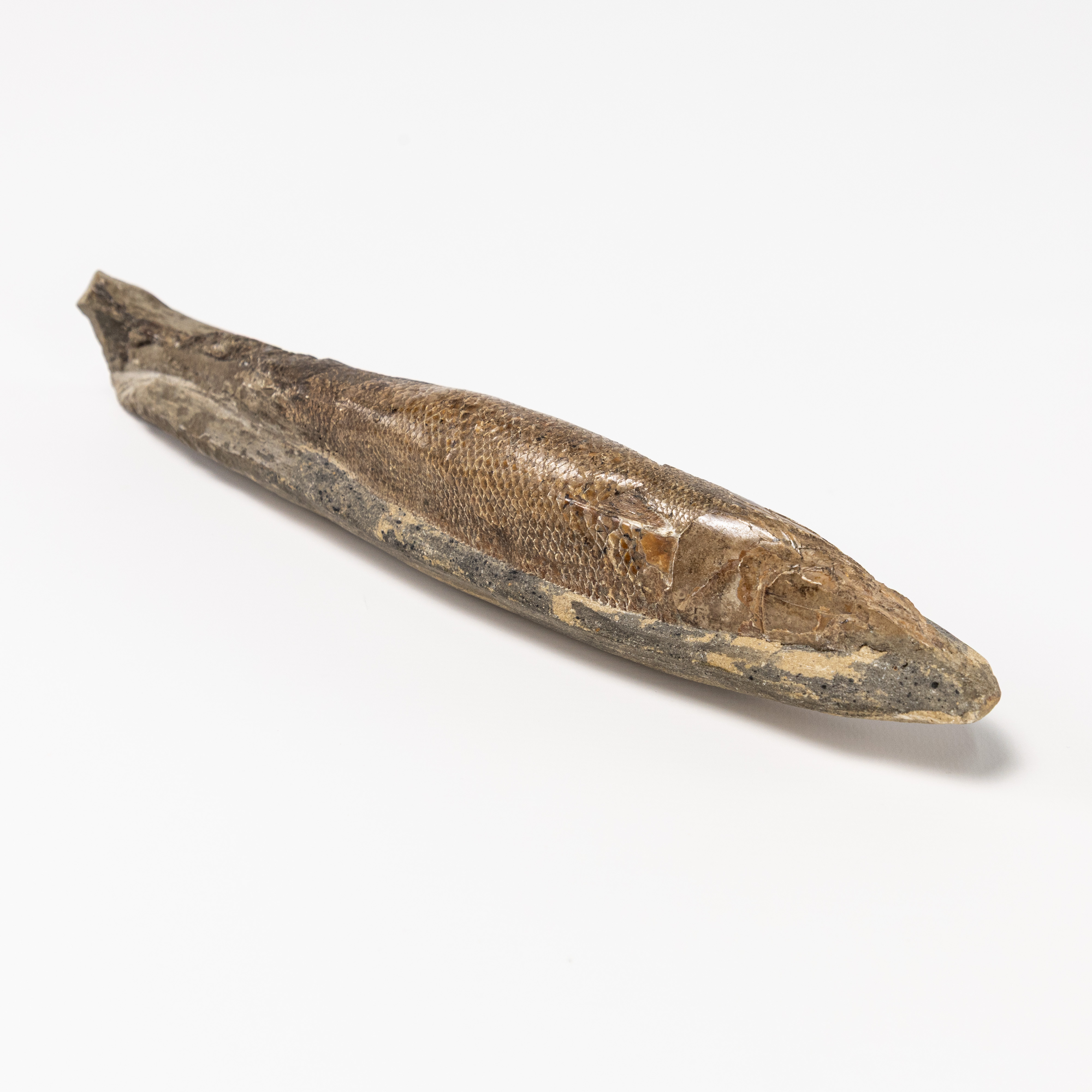 FOSSIL. Fisk.