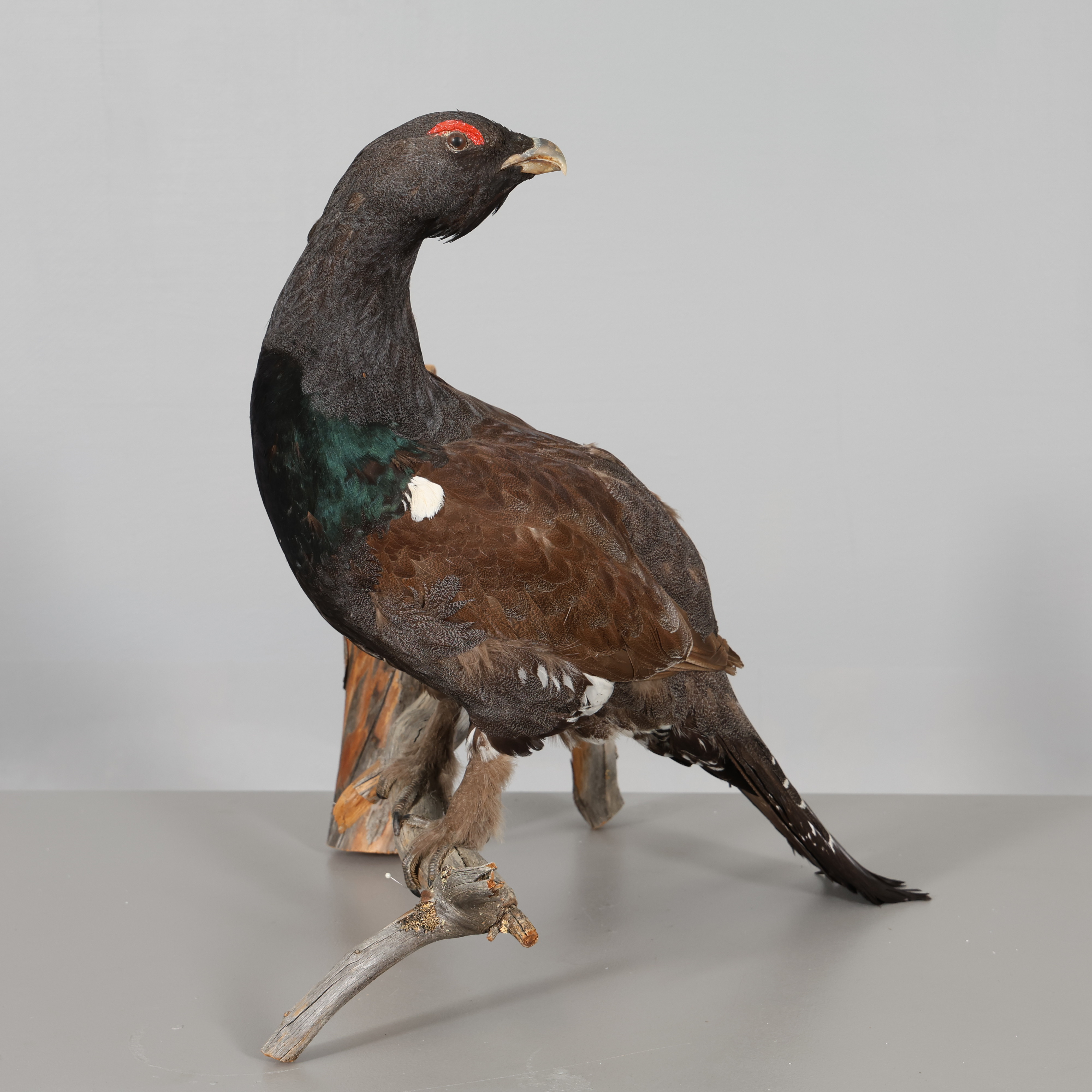 TJÄDERTUPP, på gren. Taxidermi, 1900-tal.