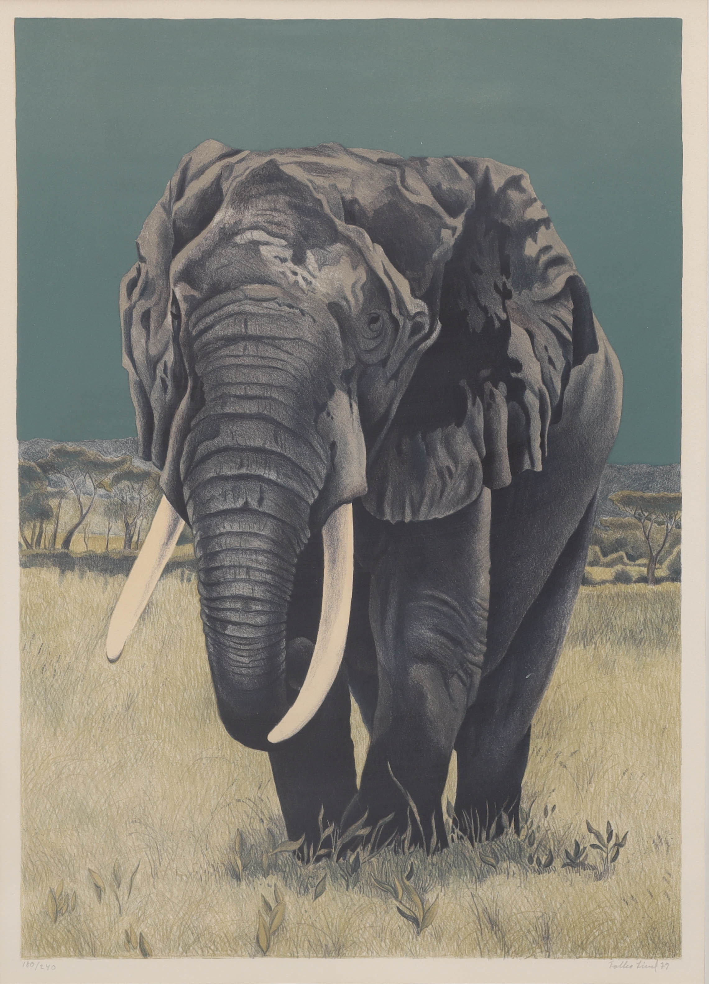 FOLKE LIND. färglitografi, Elefant, numrerad 180/240, signerad.