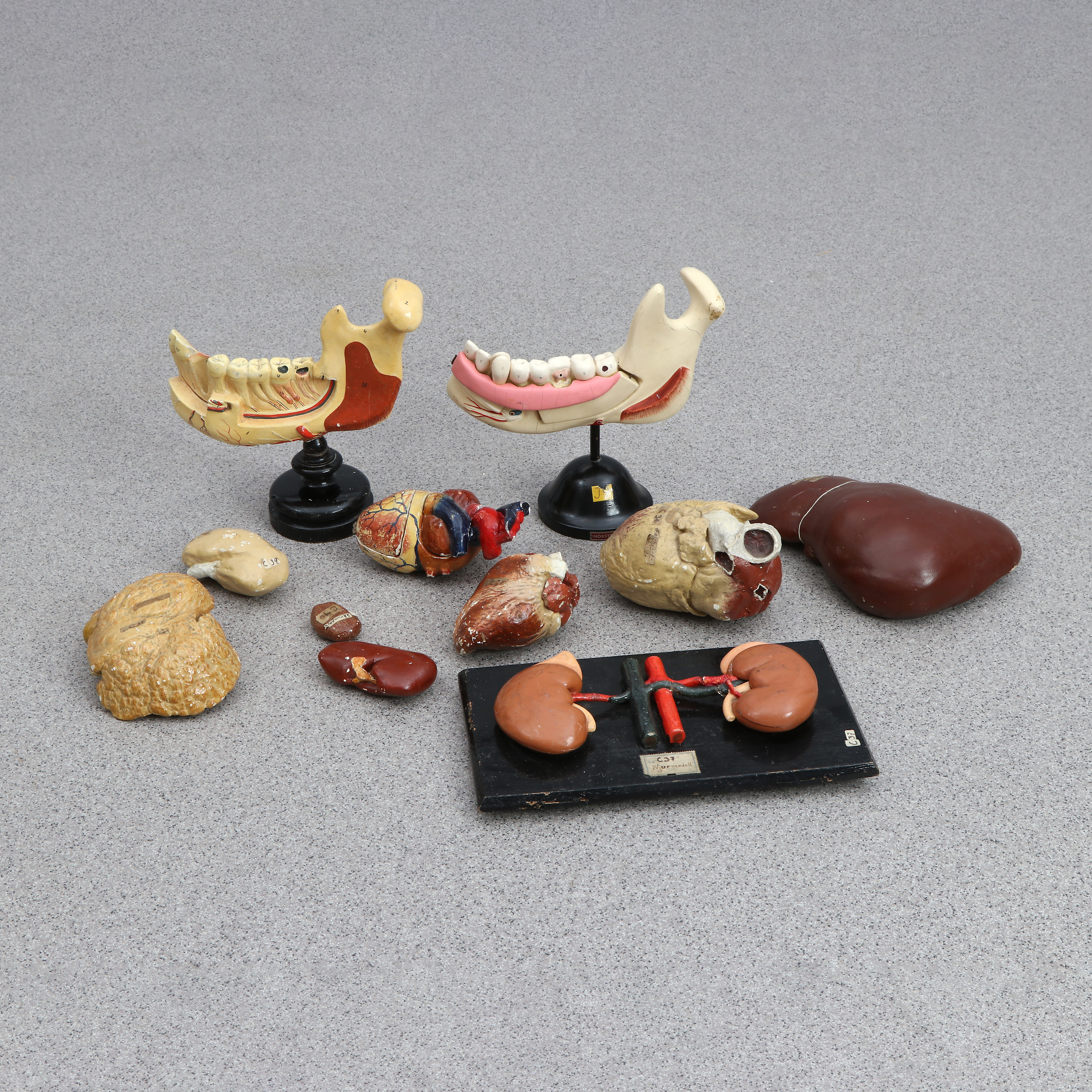 ANATOMISKA MODELLER, 11 DELAR. Bemålad gjutmassa. 1900-tal.