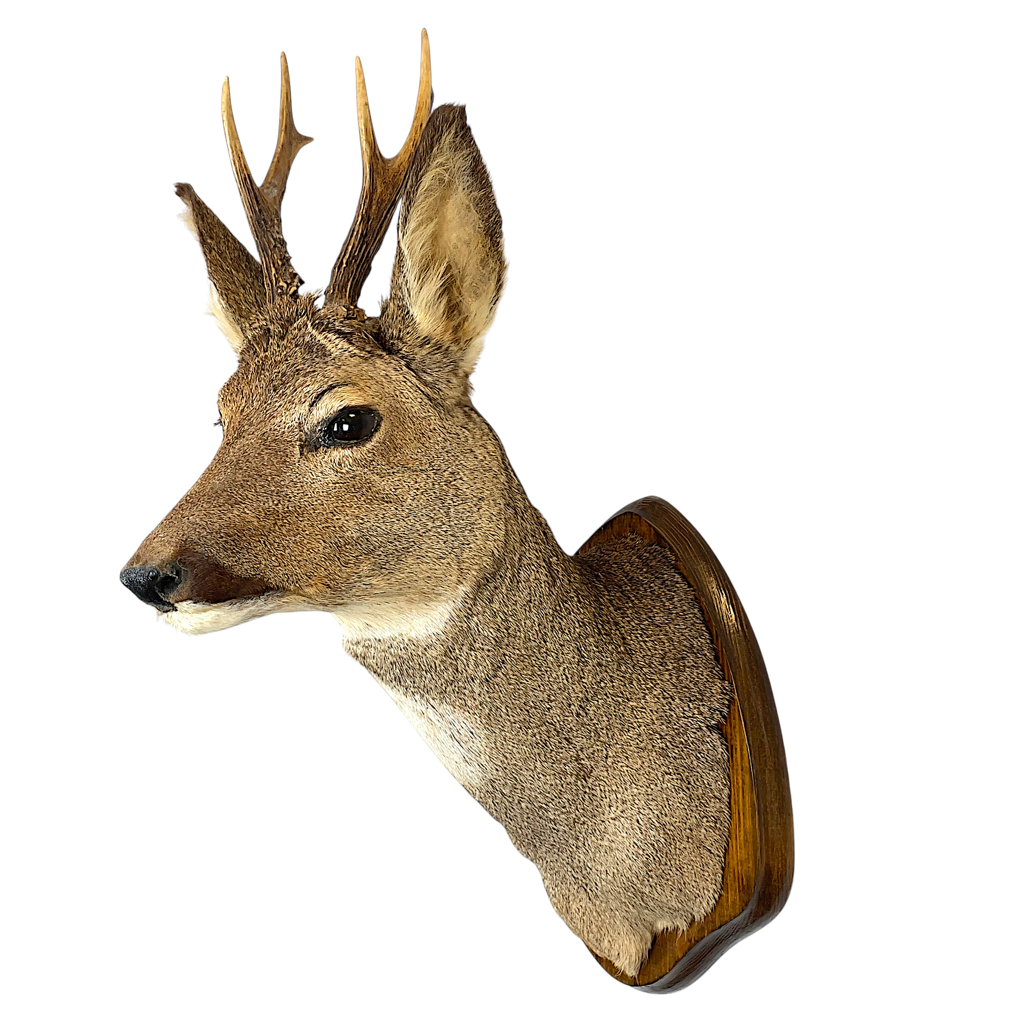 JAKTTROFÉ, rådjurshuvud monterat på träplatta, Zoologiska Monteringsateljén, Hjalmar, Fleischer, Uppsala.