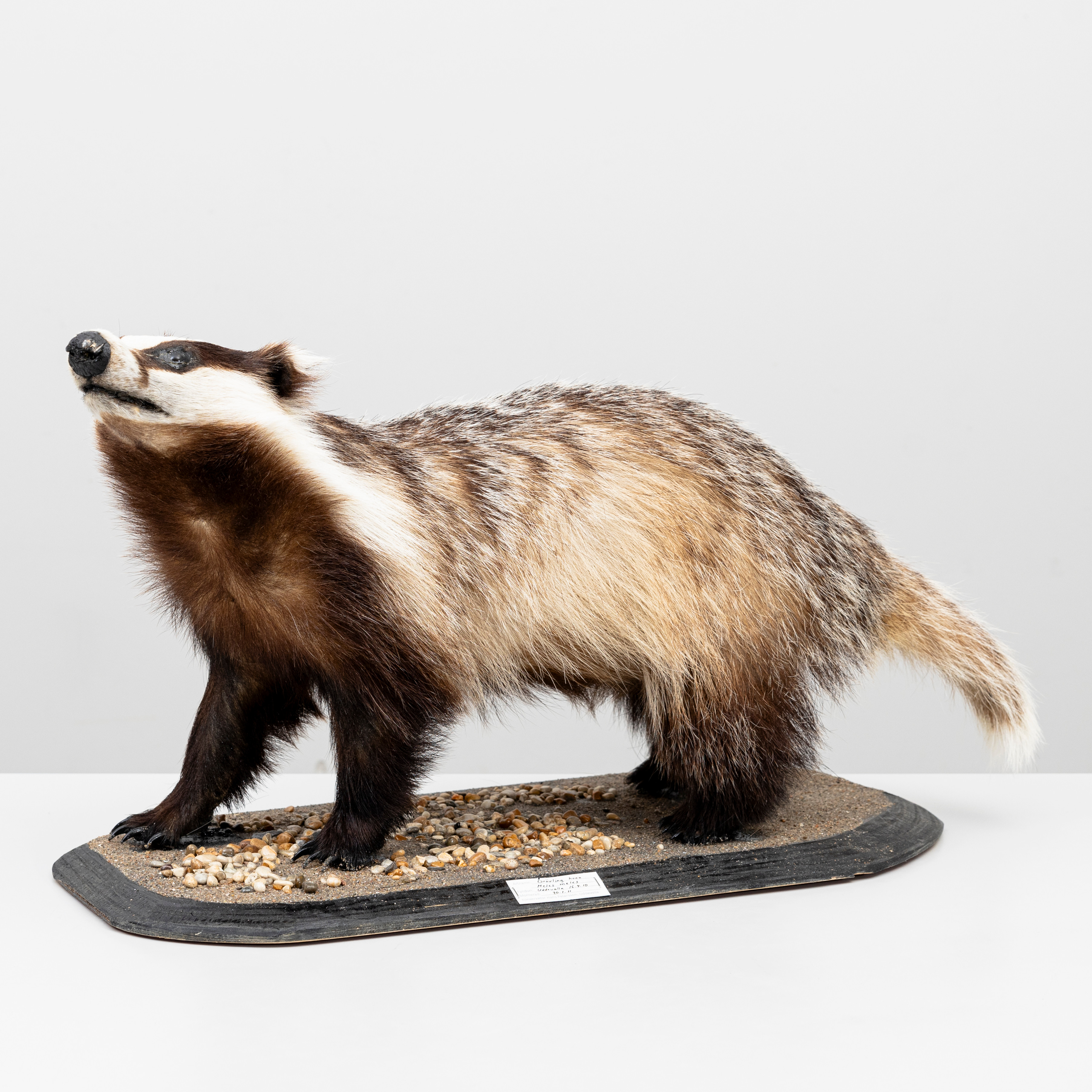 GRÄVLING, (Meles meles), taxidermi.