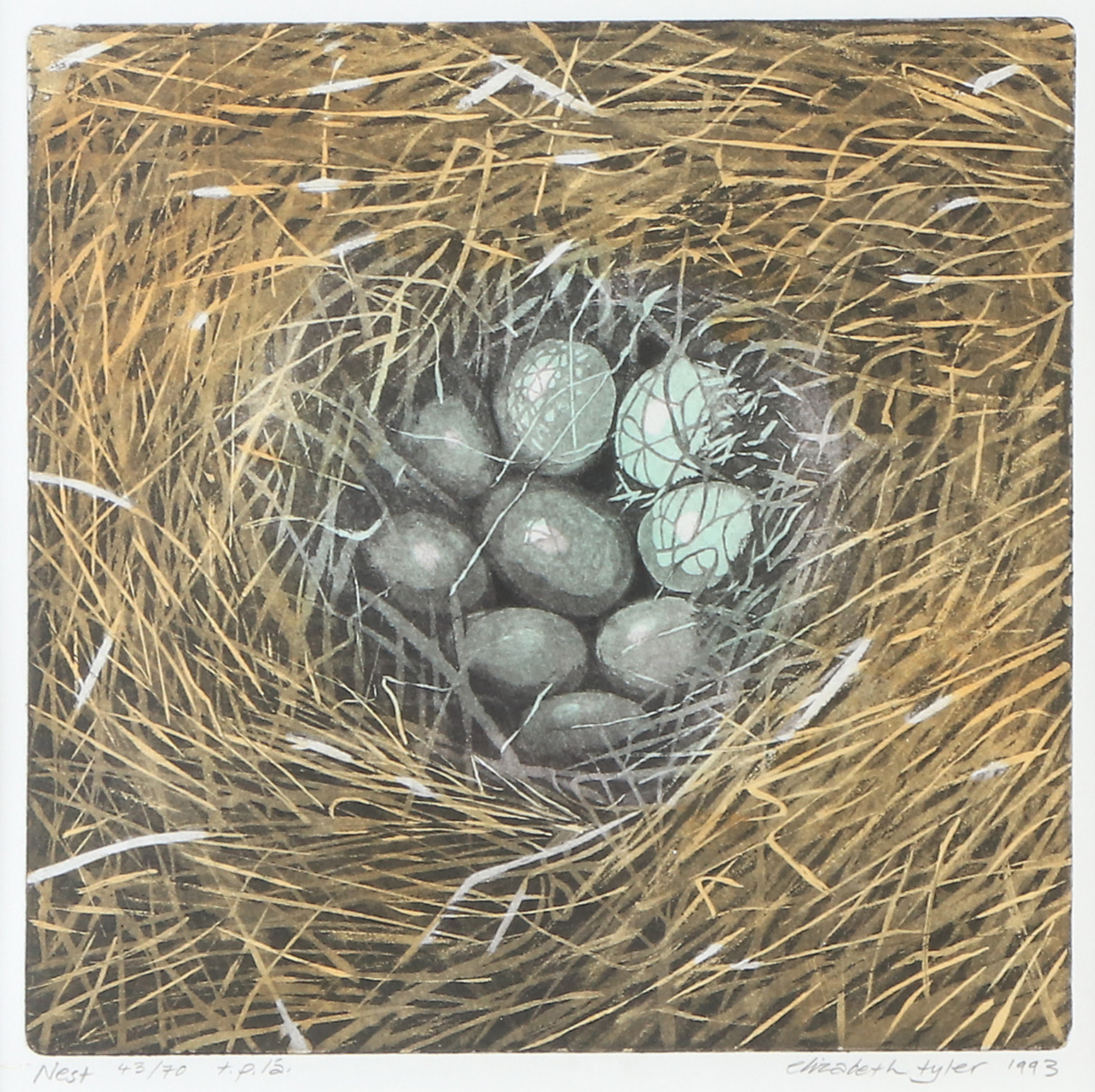 ELISABETH TYLER. Etsning, 43/70. "Nest". Signerad.