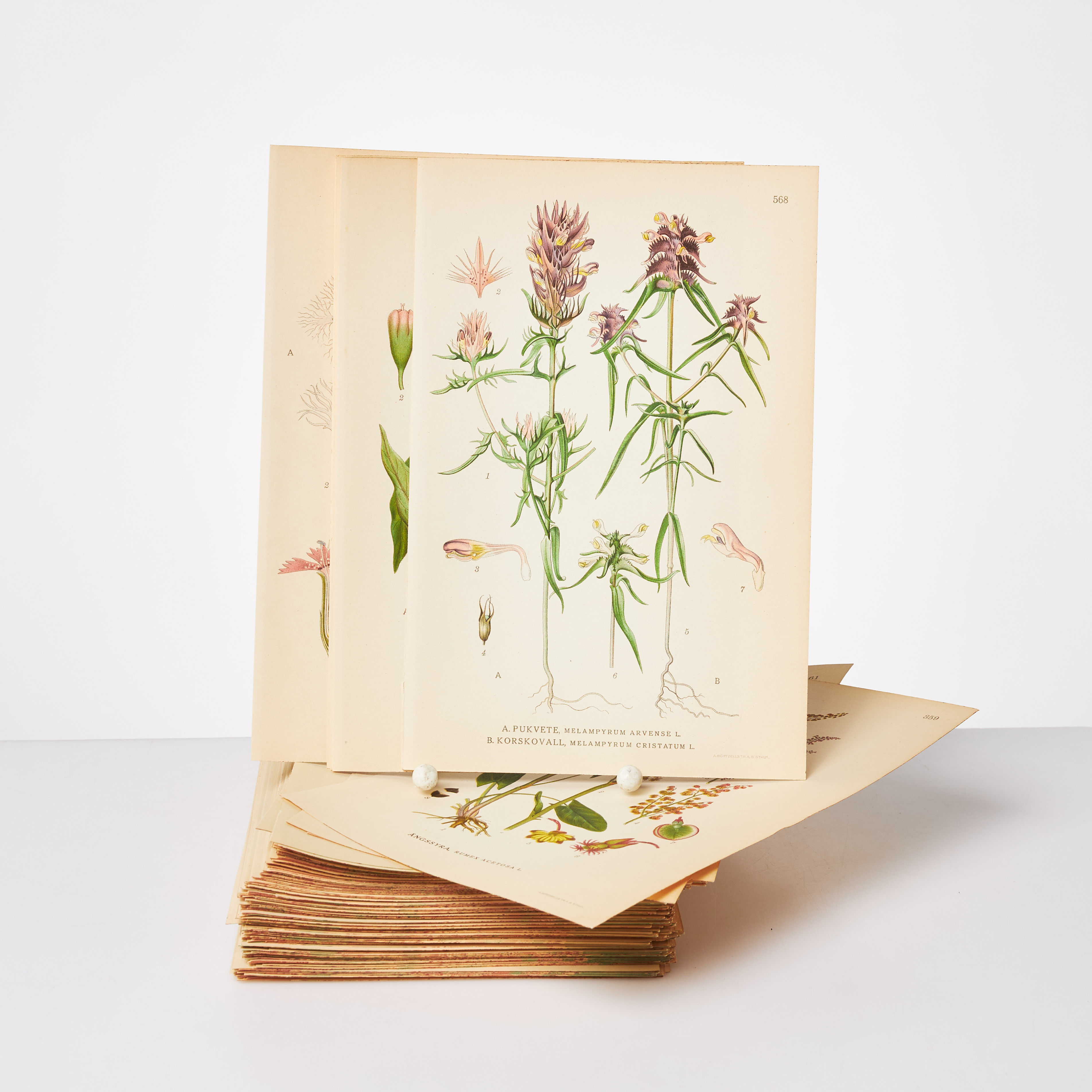 BOTANIK, ca. 220 lösa färglitografiska tryck, växtplanscher ur C.A.M Lindmans bilder ur Nordens Flora, A. Börtzells Tr. AB. Sthlm, 1920.