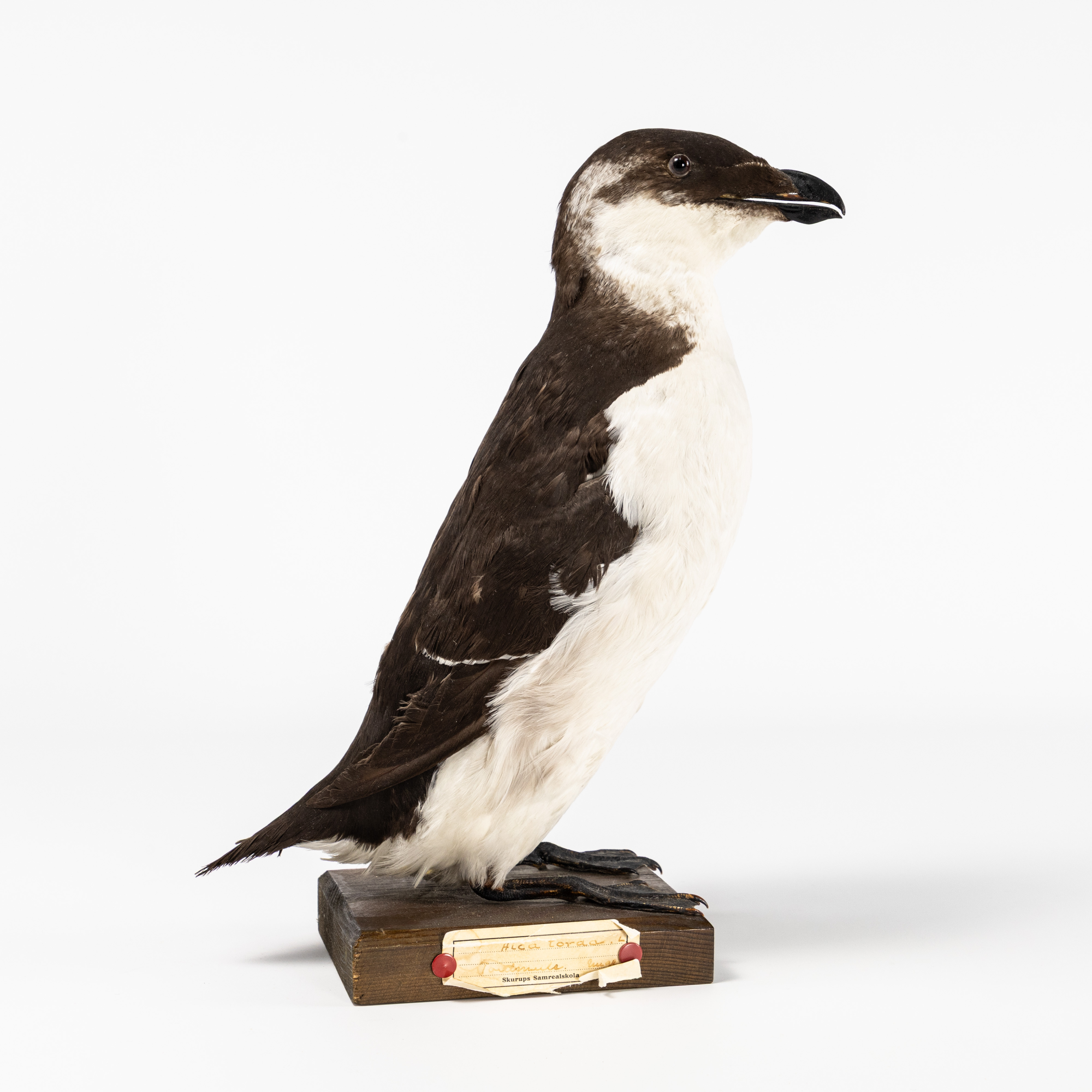 TORDMULE. Taxidermi.