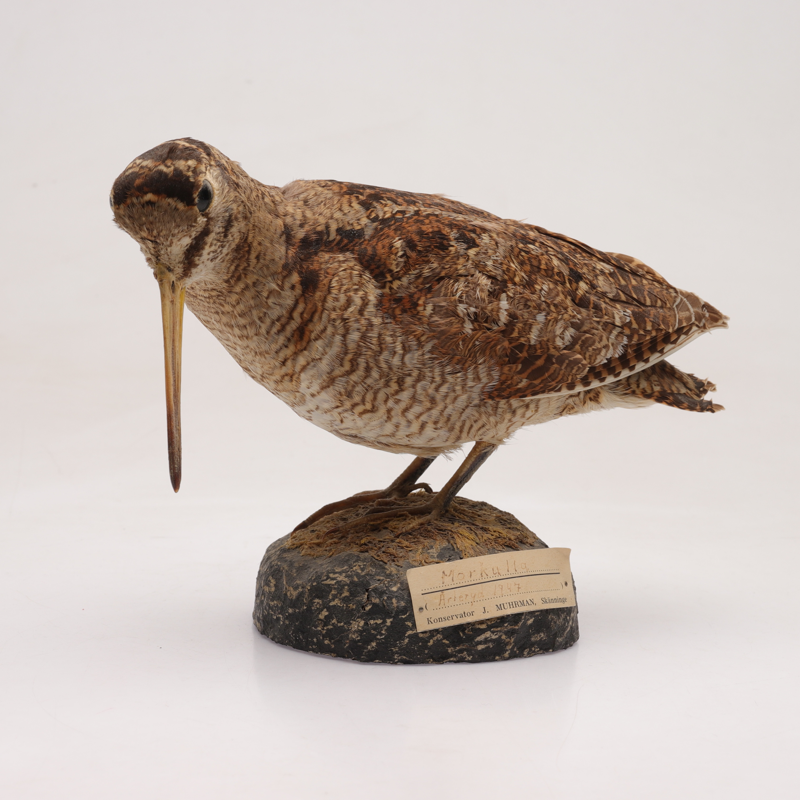 TAXIDERMI, Fågel, "Morkulla", konservator J, Muhrman, Skänninge, 1947.