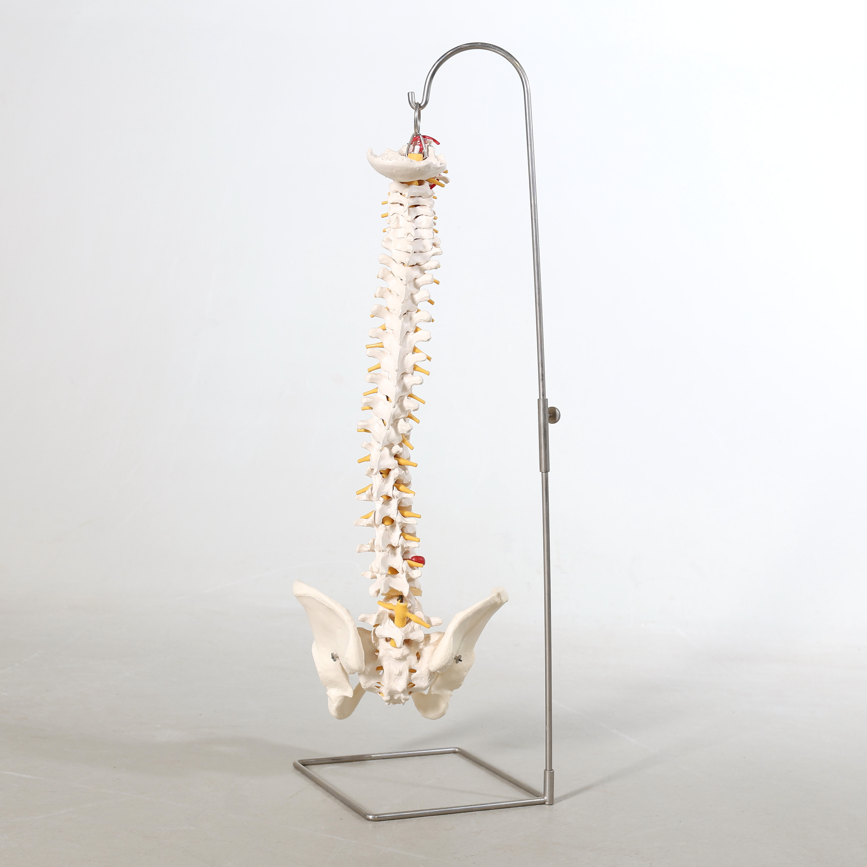 ANATOMISK MODELL, ryggrad & bäcken.