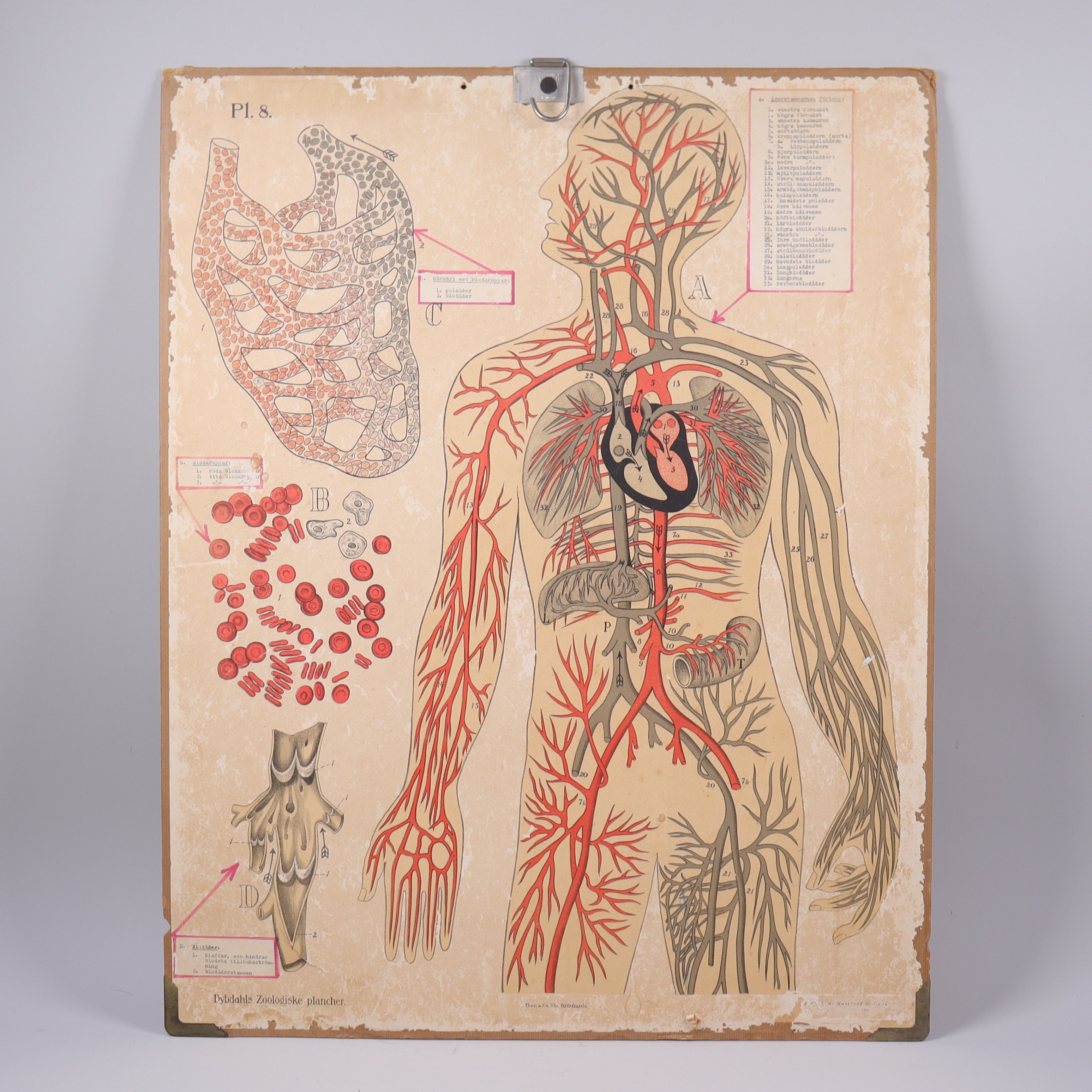 SKOLPLANSCH, anatomisk om blodomloppet, 1900-talets första hälft.