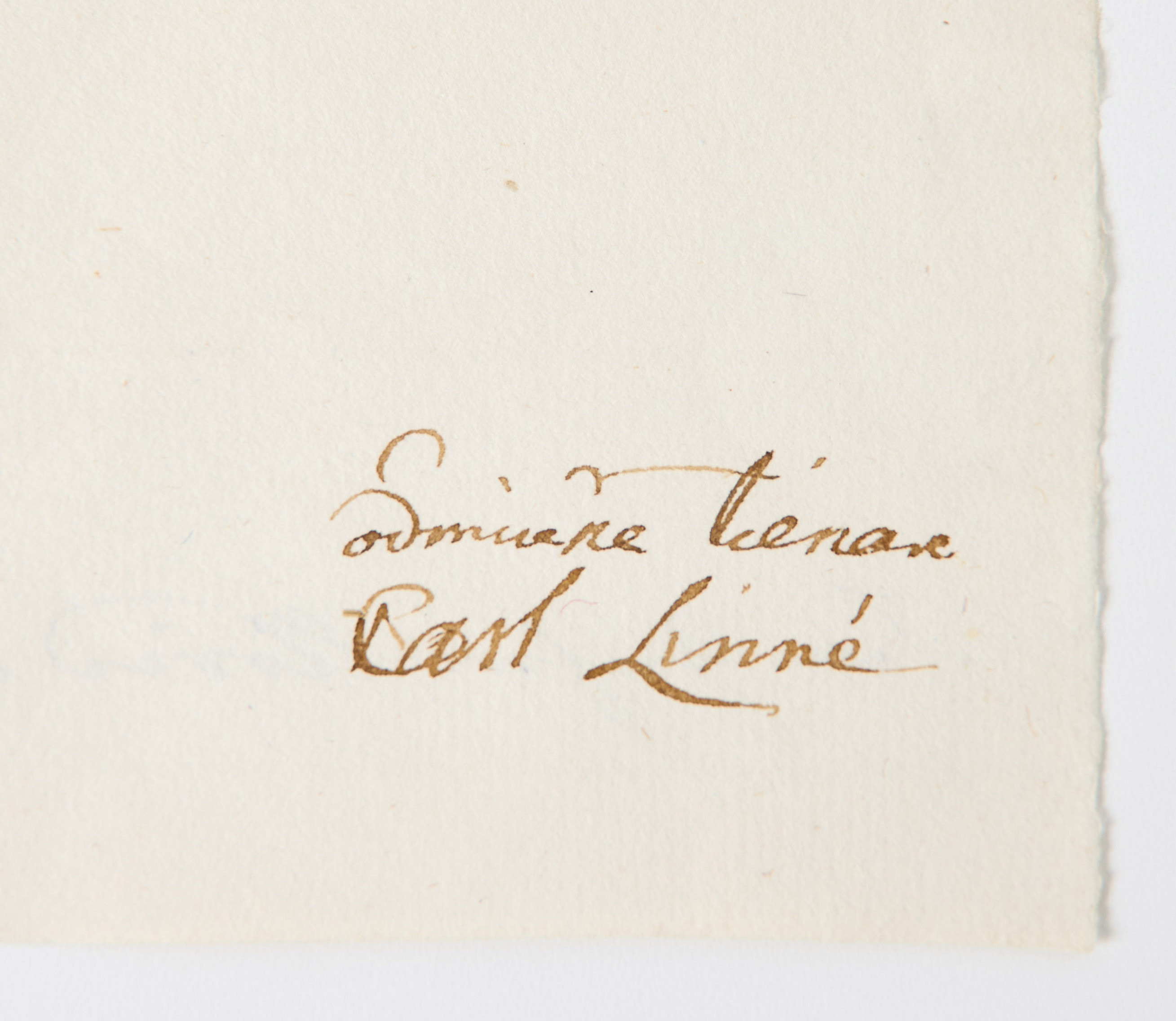 LINNAEUS'S LETTER TO ARVID STENBOCK, DATED HAMMARBY 1775.