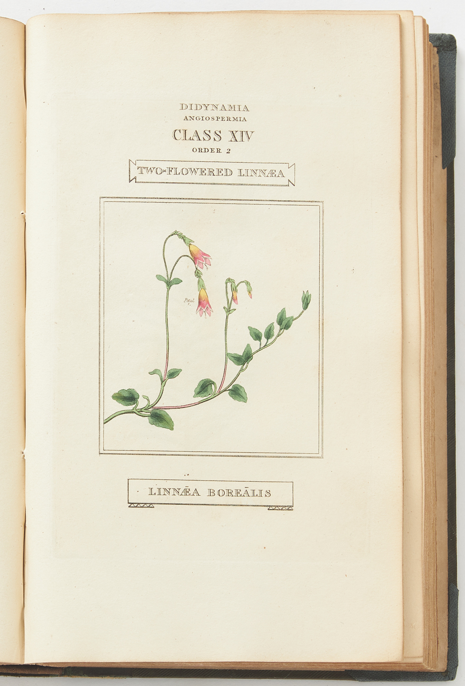 DUPPA'S THE CLASSES AND ORDERS OF THE LINNAEAN SYSTEM OF BOTANY, 1816. 3 volumes.