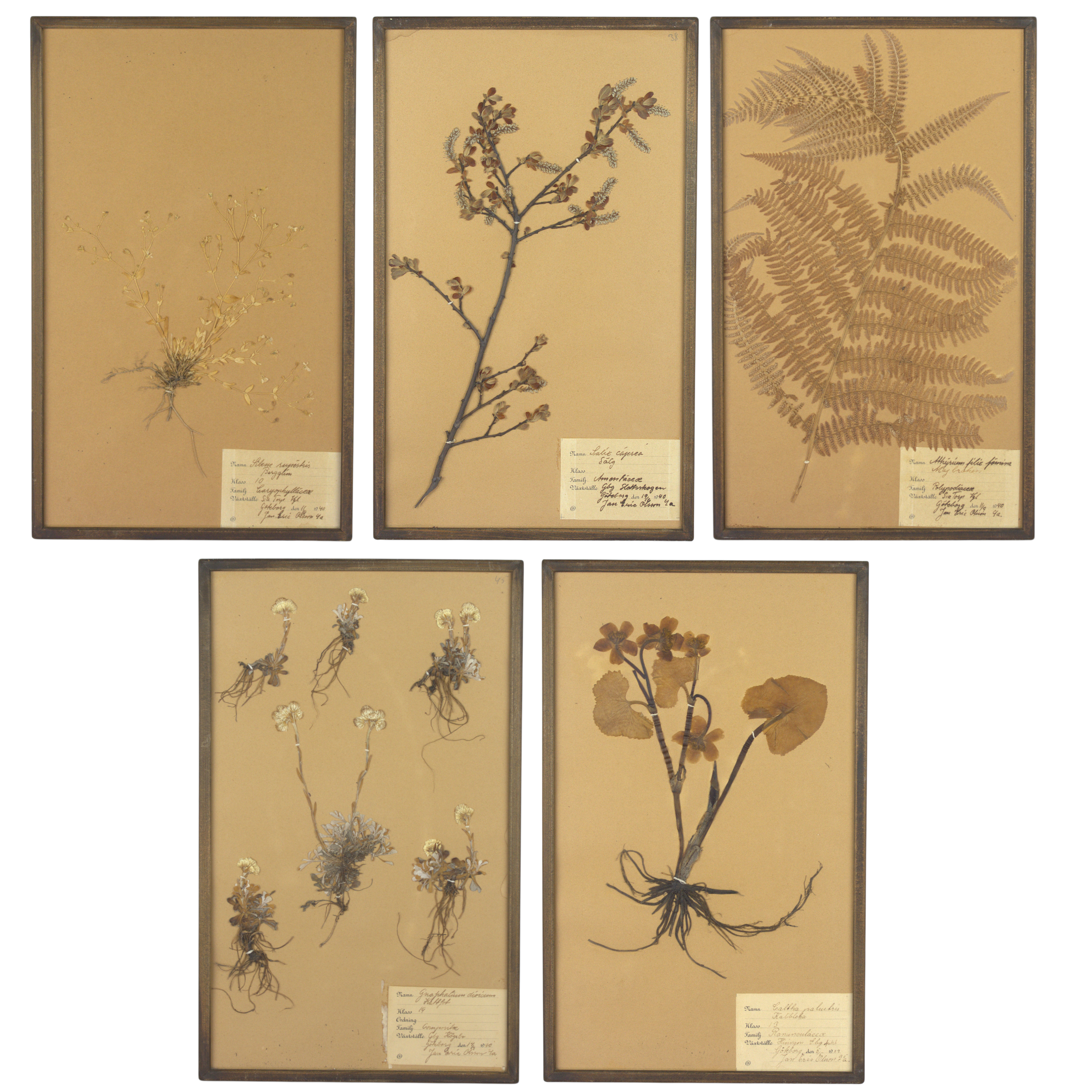 HERBARIUM, 5 st, växter, inramade och klassificerade, daterade 1939, 1940.