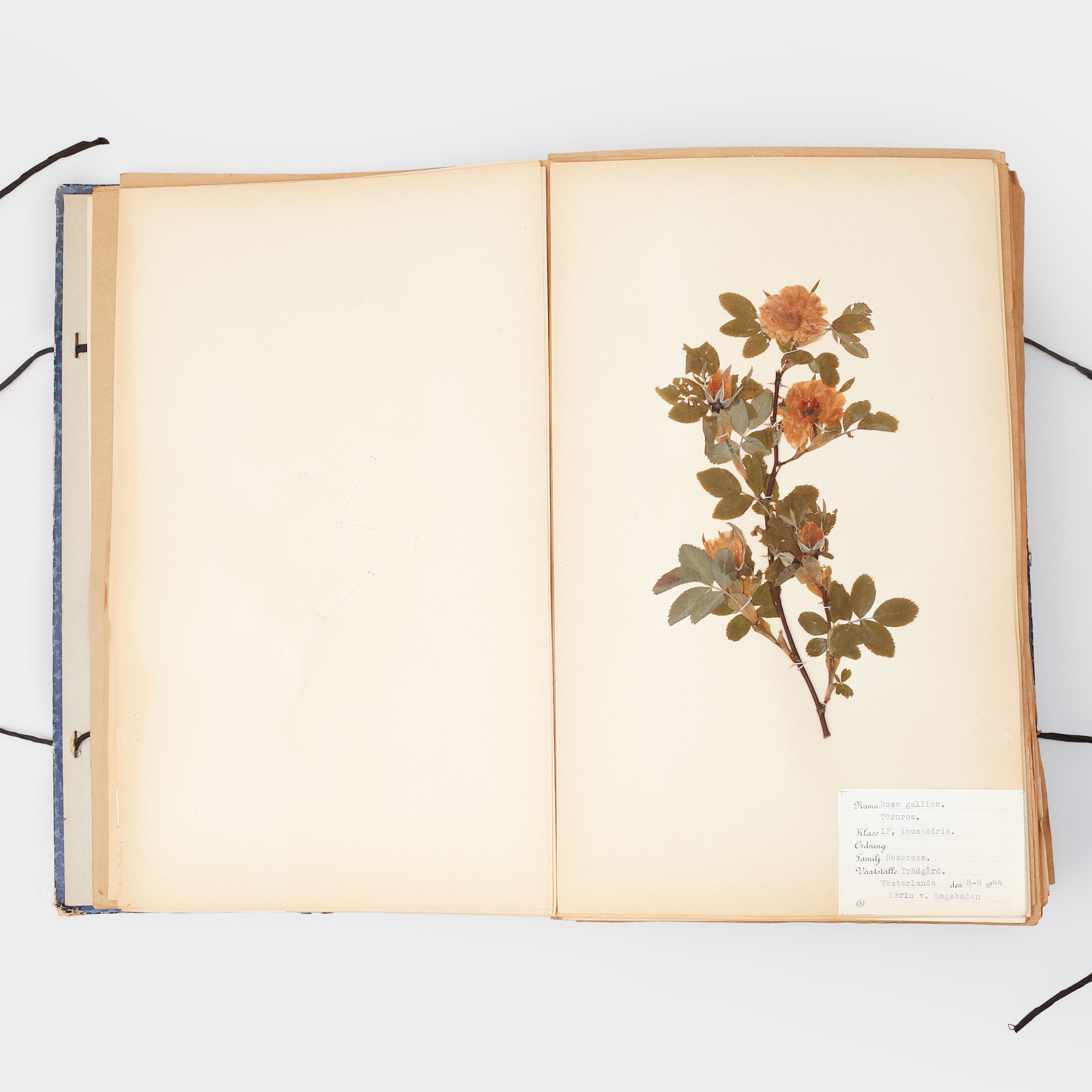 HERBARIUM.