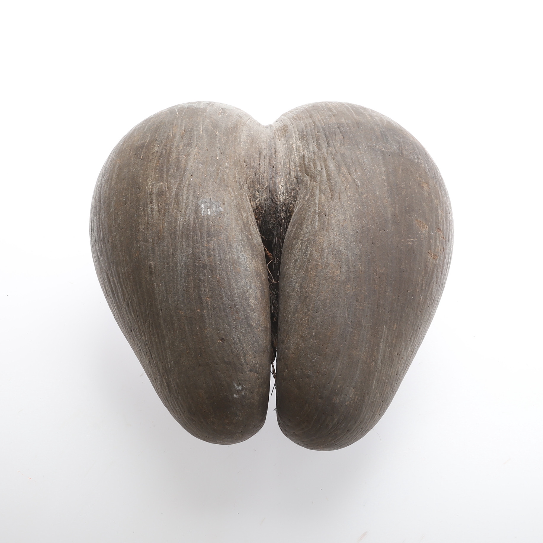 COCO DE MER, havsnöt.