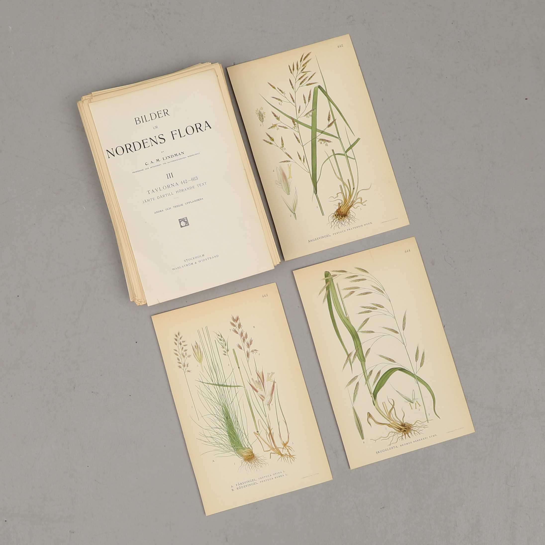 C.A.M. LINDMAN. "Bilder ur Nordens Flora", 221 lösa blad ur vol. 3, Wahlström & Widstrand, Stockholm, 1921.