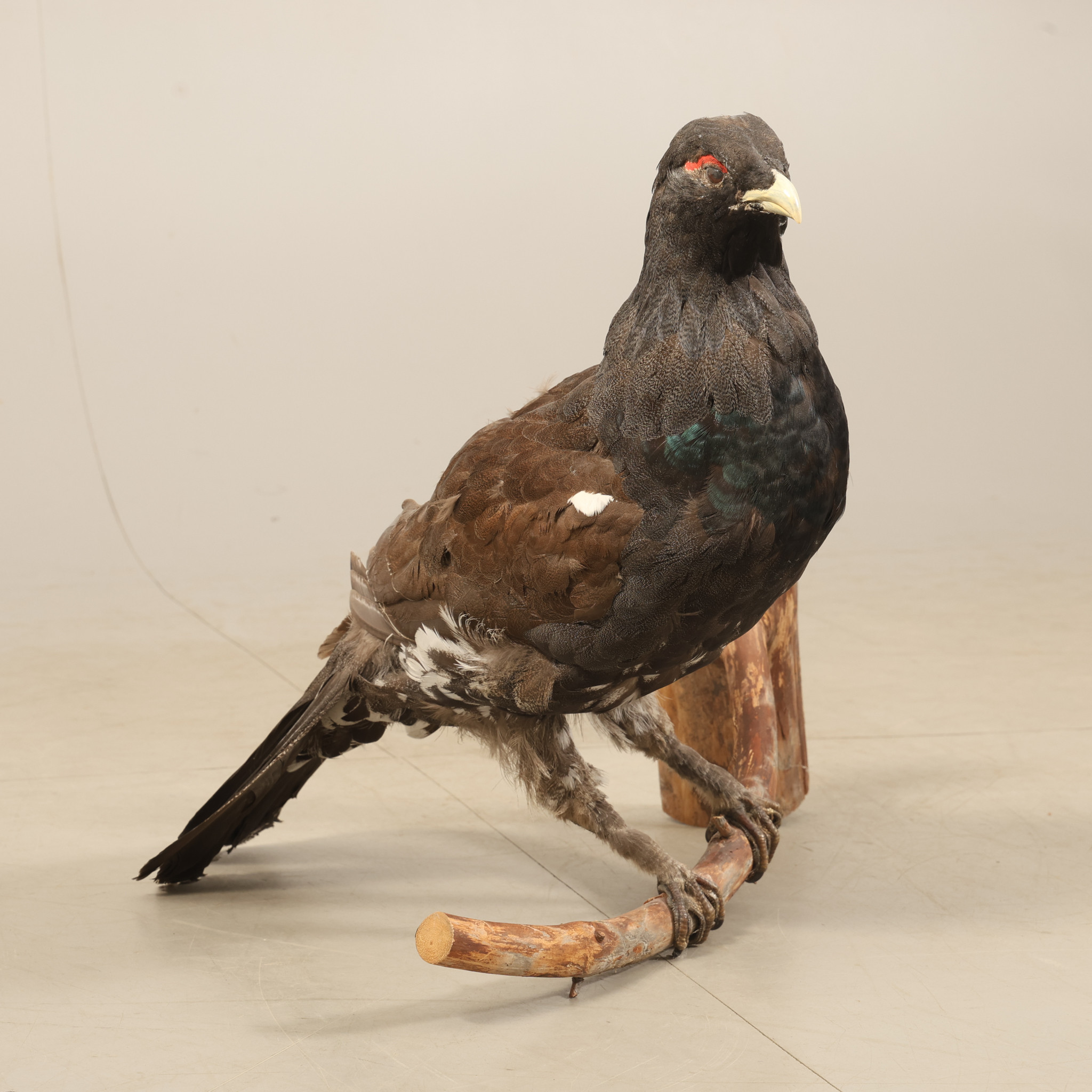 TAXIDERMI, Tjäder, 1900-tal.