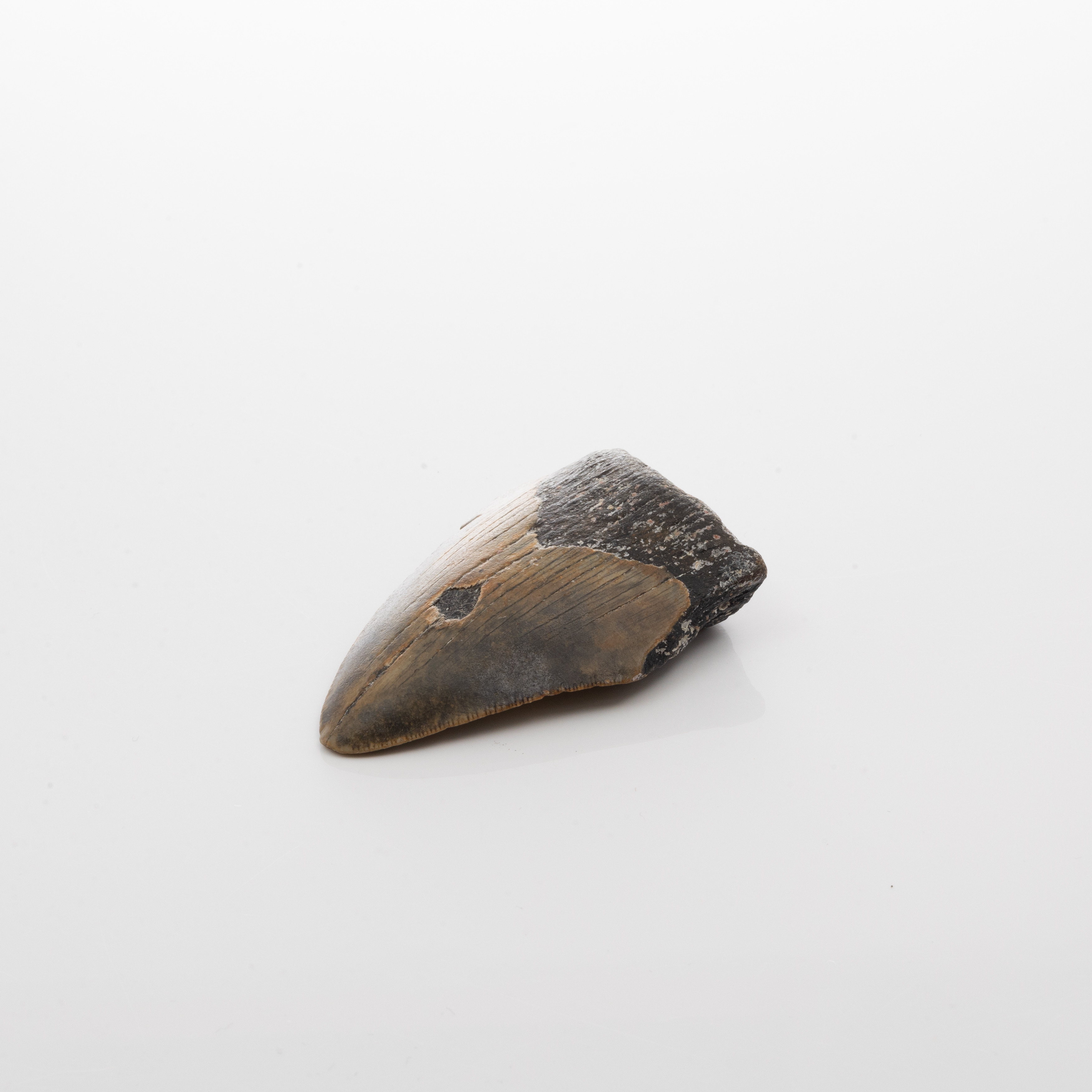 HAJTAND från Megalodon.