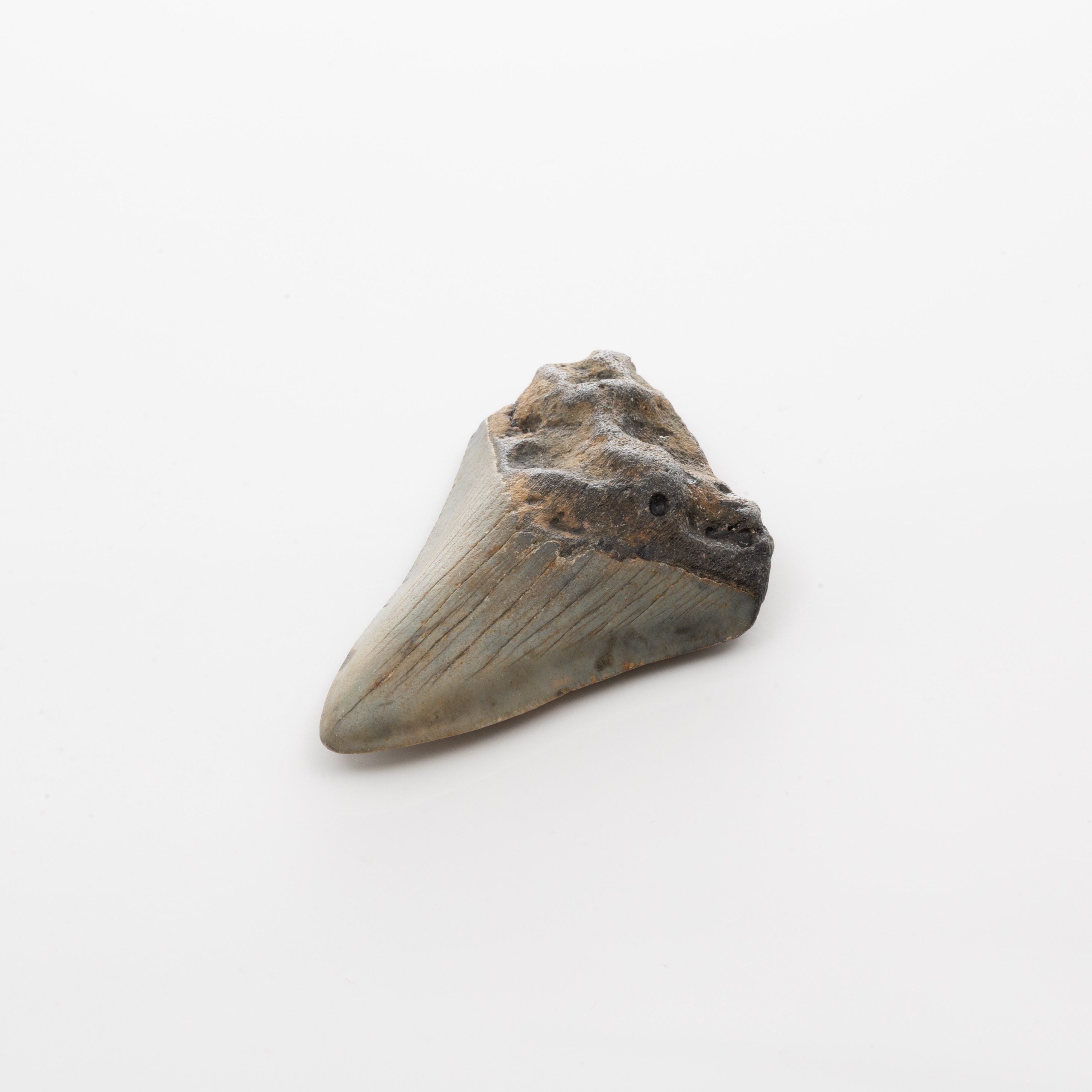 HAJTAND från Megalodon.