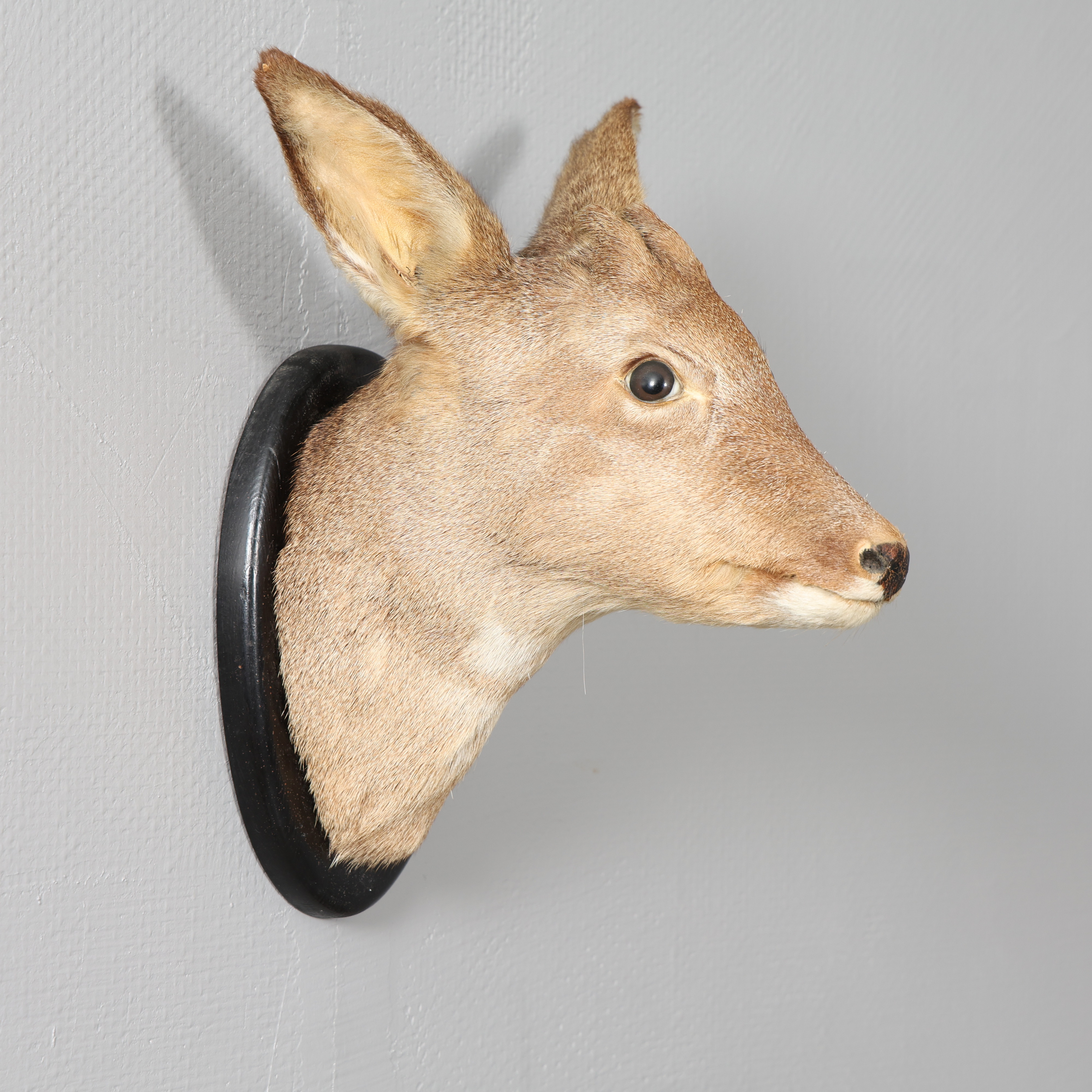 RÅDJURSHUVUD monterad på träsköld, taxidermi.