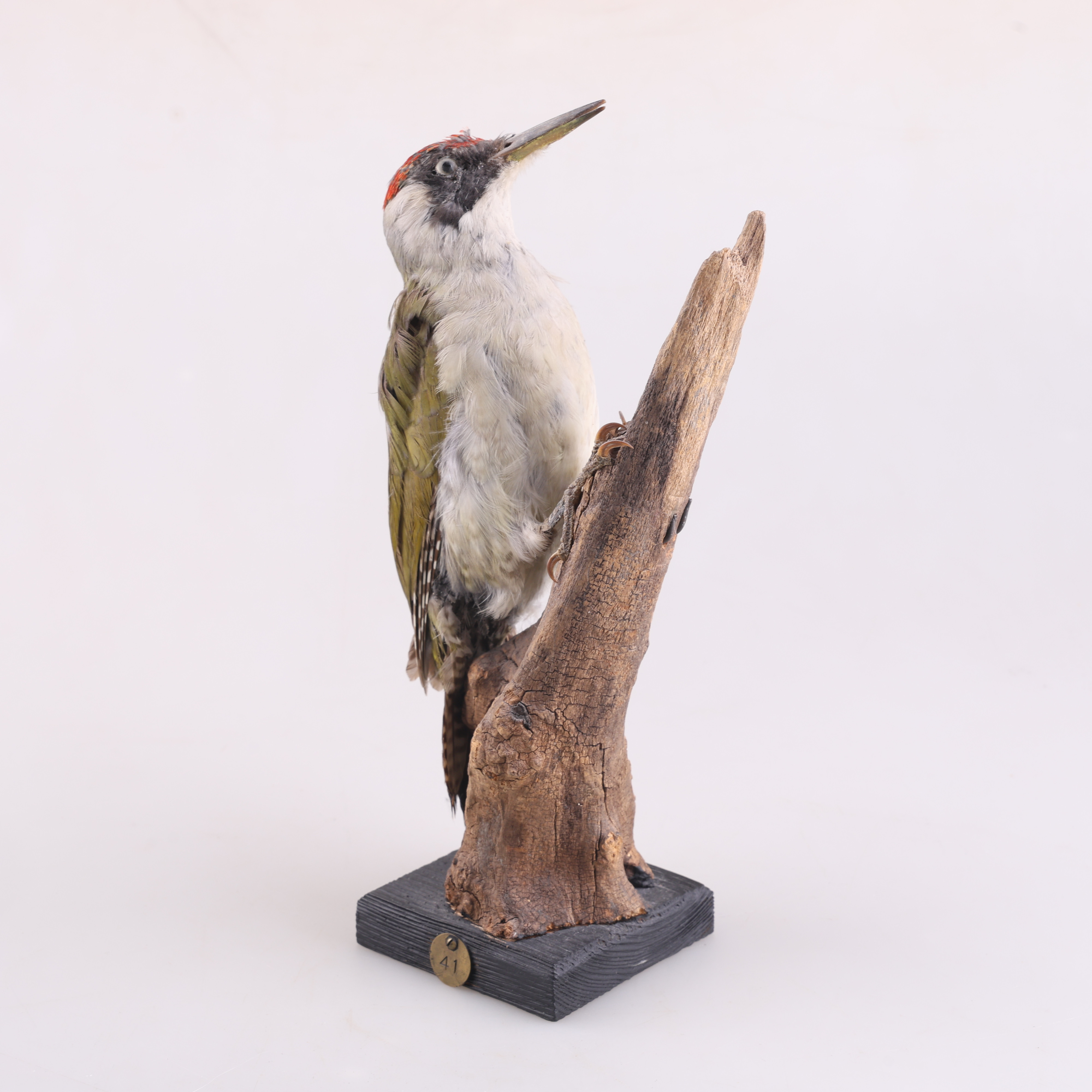 TAXIDERMI, Gröngöling, 1900-tal.