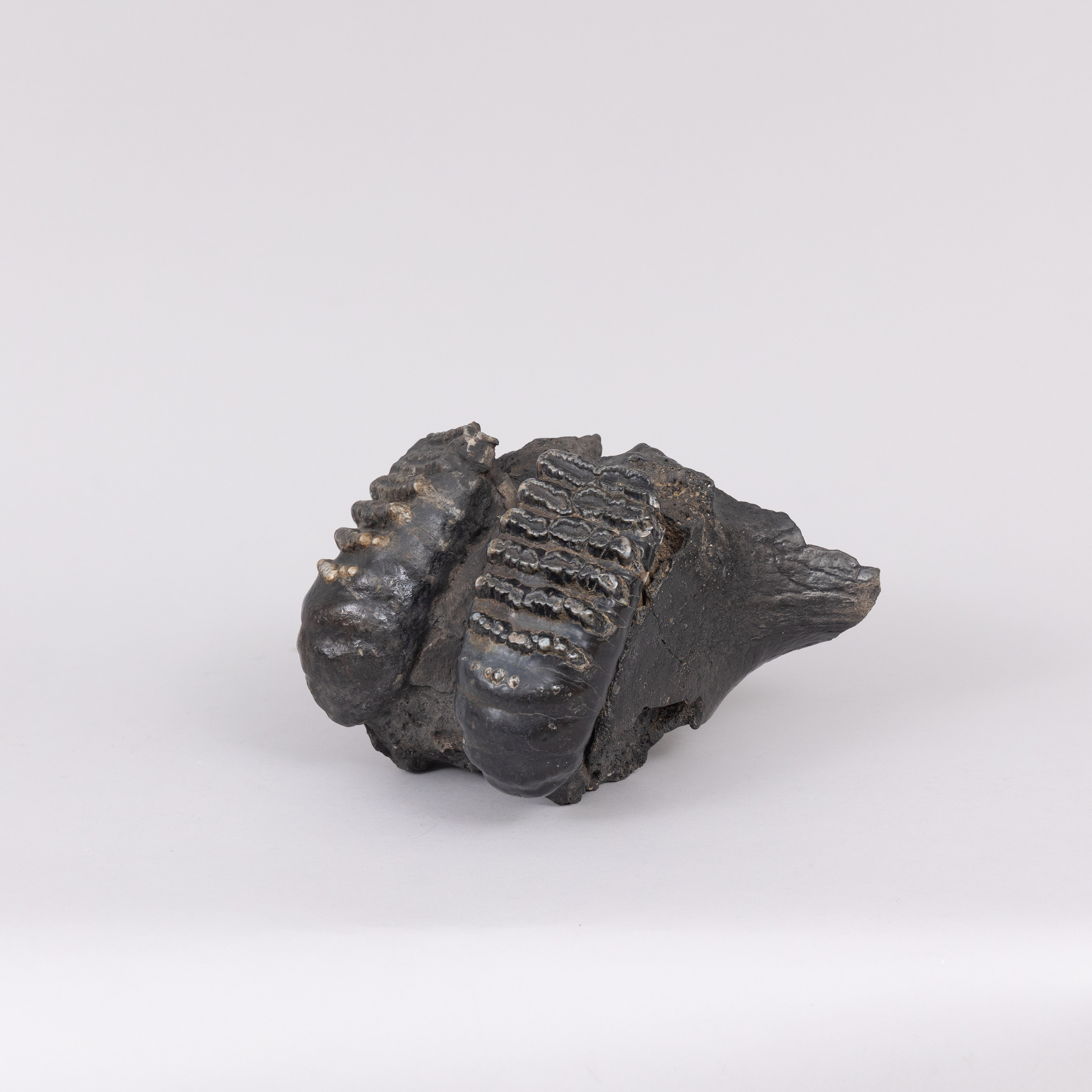 FOSSIL, mammut, 2 tandrader, förhistorisk.