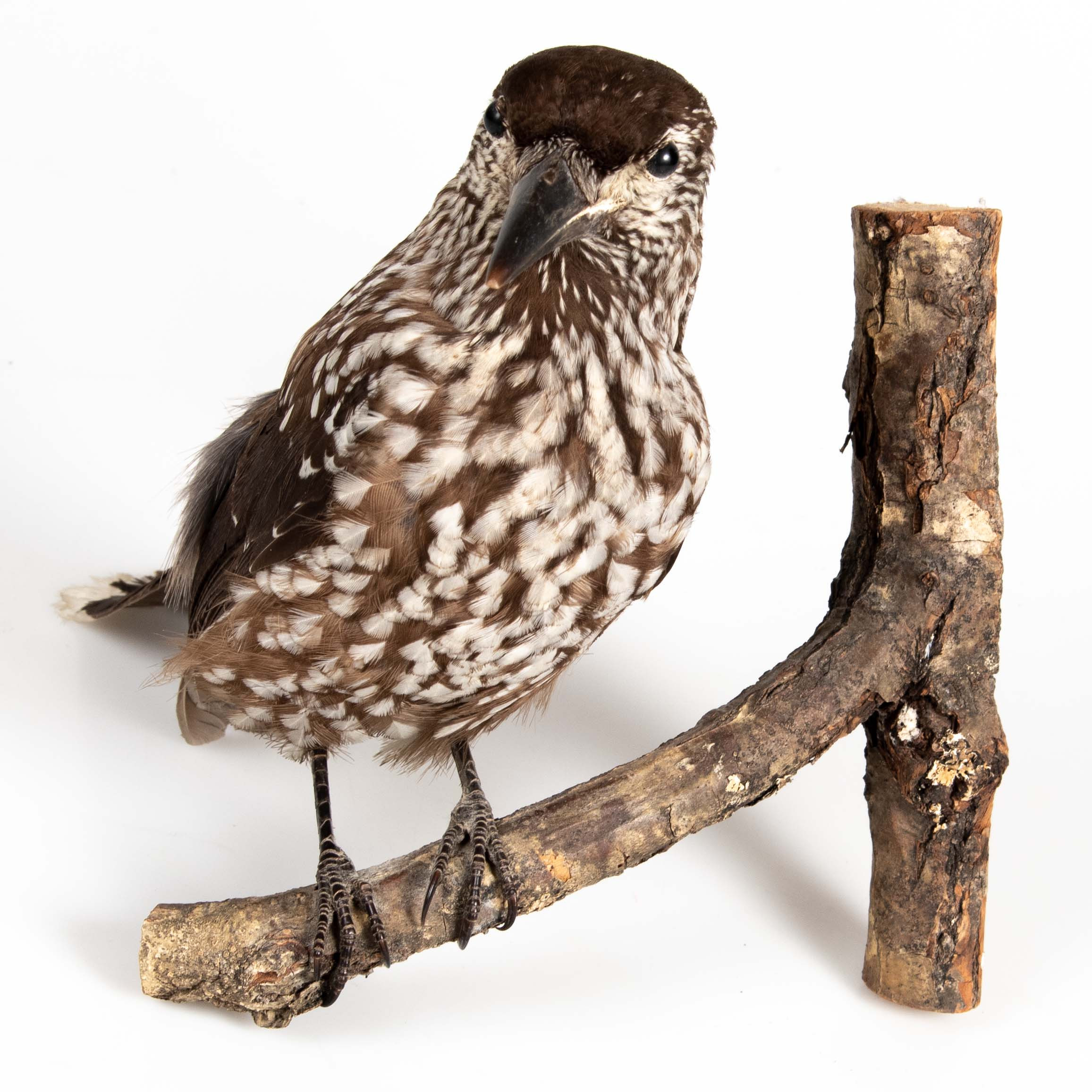 TAXIDERMI. Nötkråka.