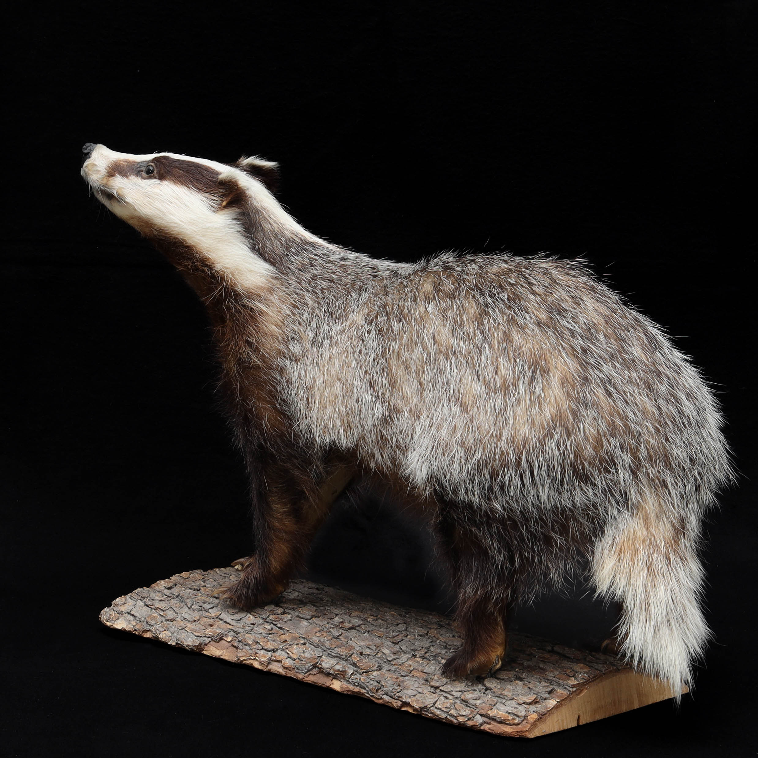 GRÄVLING, (Meles meles), på taxidermi.