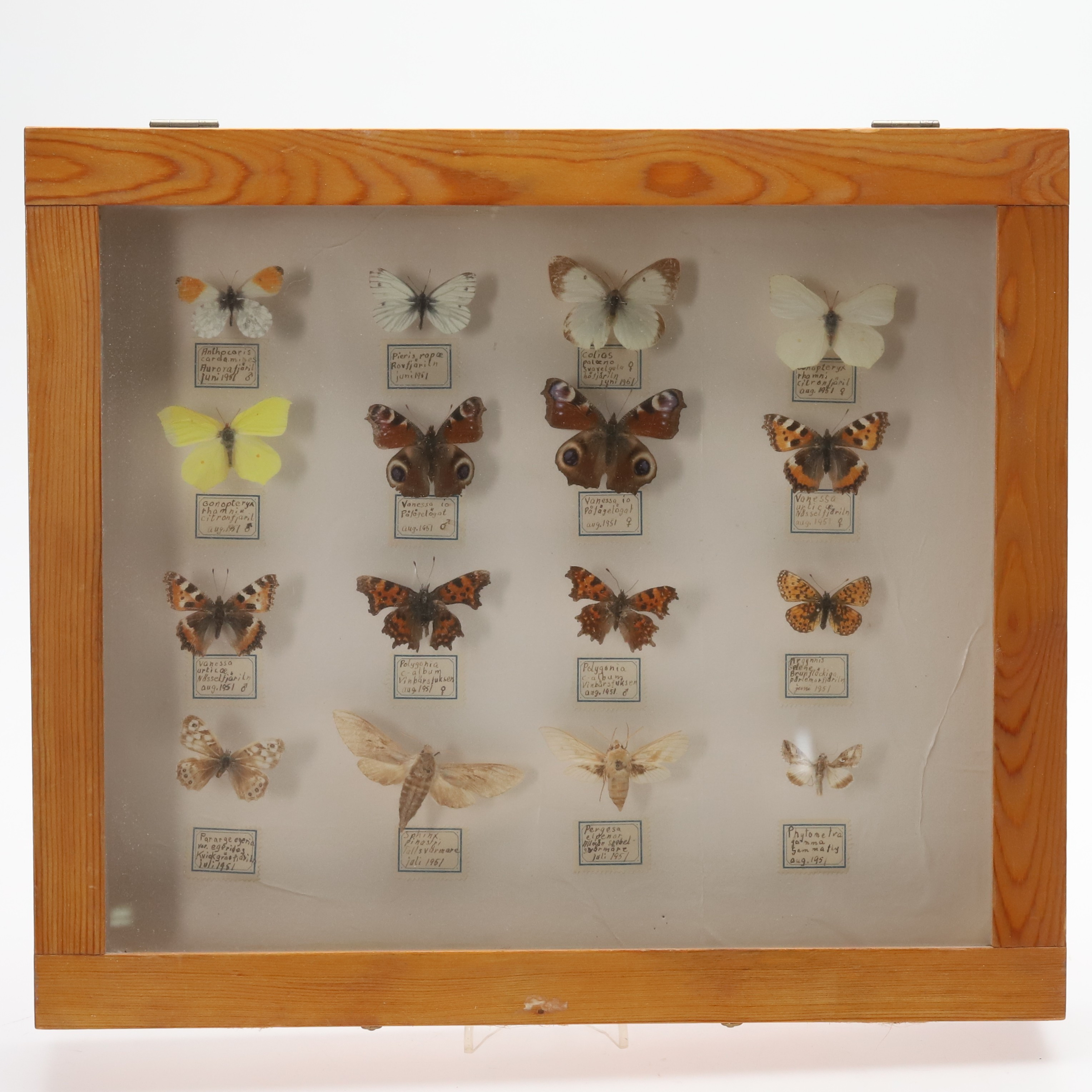FJÄRILSAMLING, monterad i glasdisplay, 1950-tal.