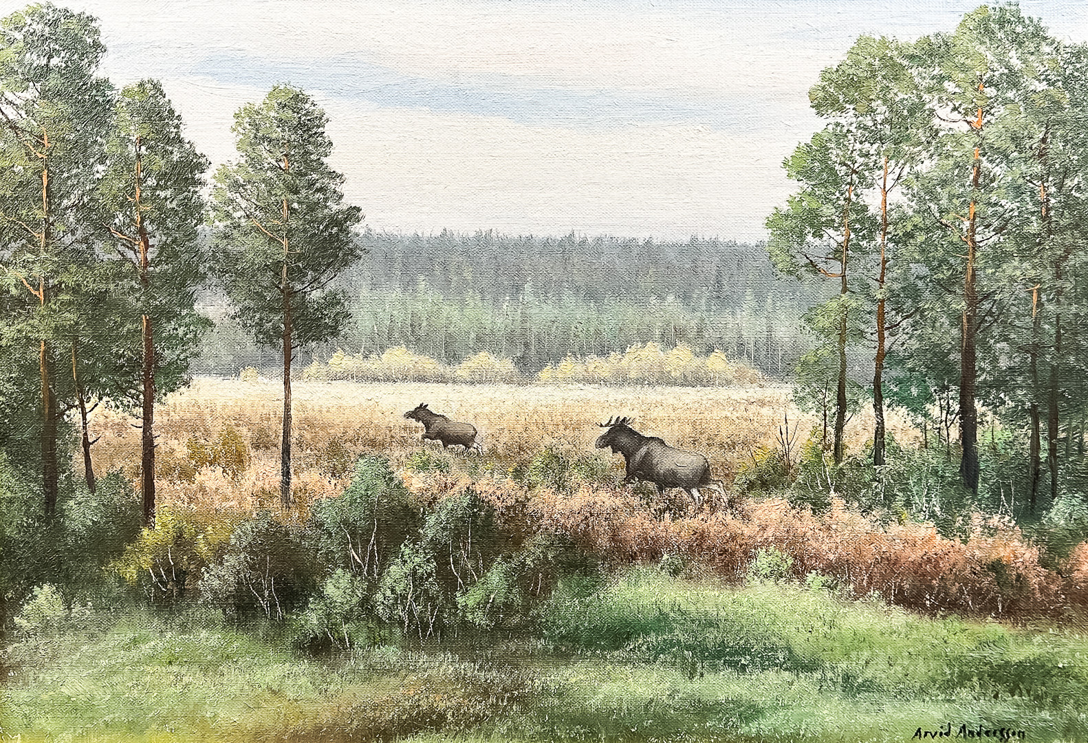 ARVID ANDERSSON. OLJA PÅ DUK, "Älgar i skogsgläntan", signerad.