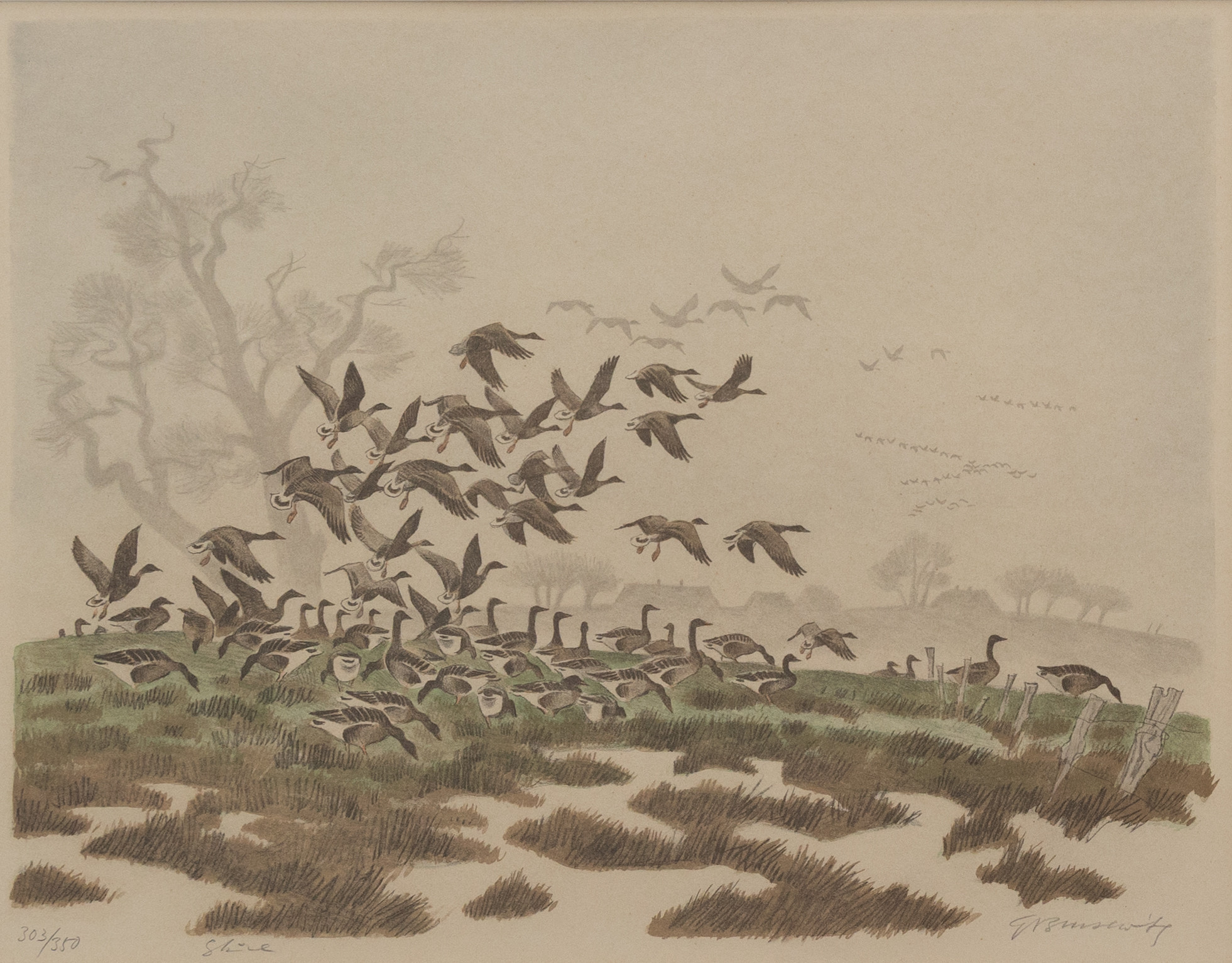 GUNNAR BRUSEWITZ. "Sädgäss, Skåne", litografi nr 303/350, signerad.