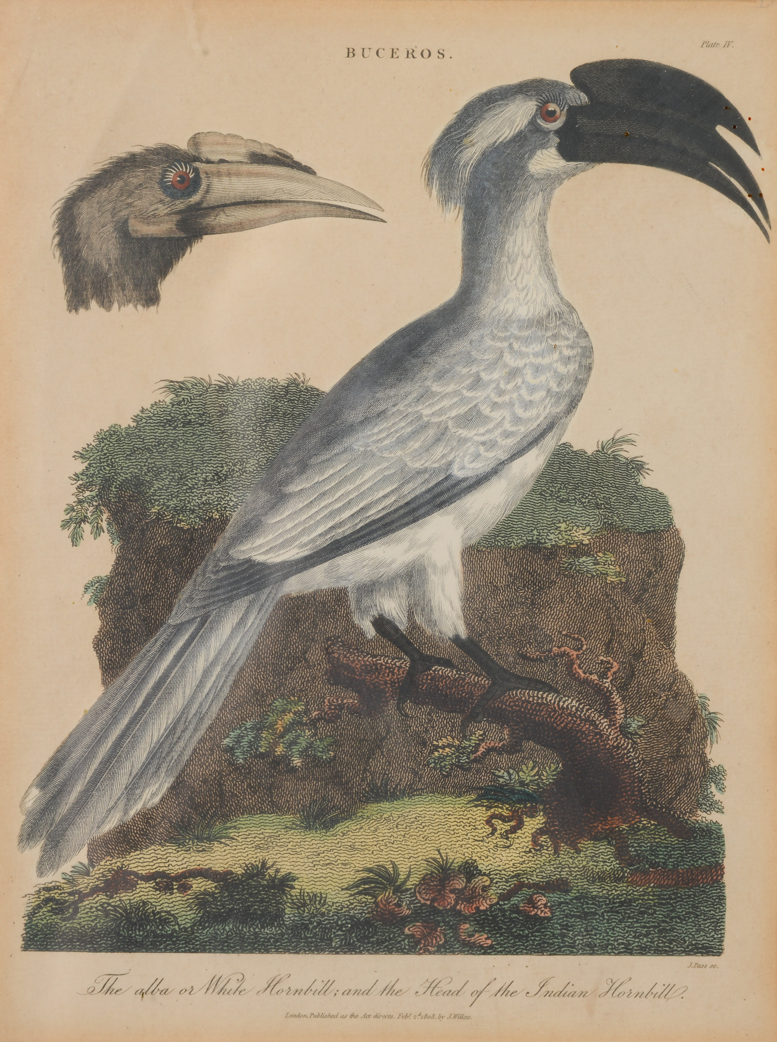JOHN PASS. "Buceros", kopparstick, England, daterad 1808.