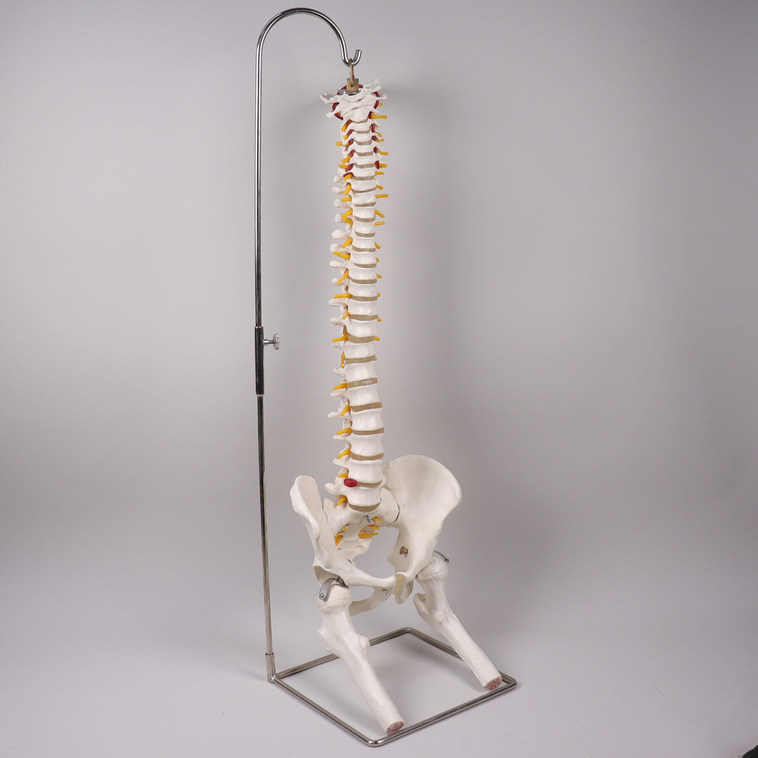 ANATOMISK MODELL, mänsklig ryggrad, flexibel med lårbenshuvuden med bäcken.